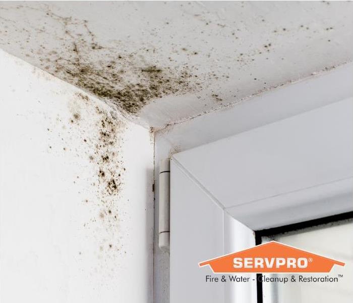 Mold growth in the corner of a home.