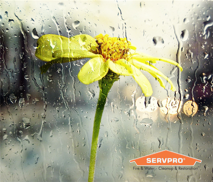 Closeup of yellow flower in the rain.
